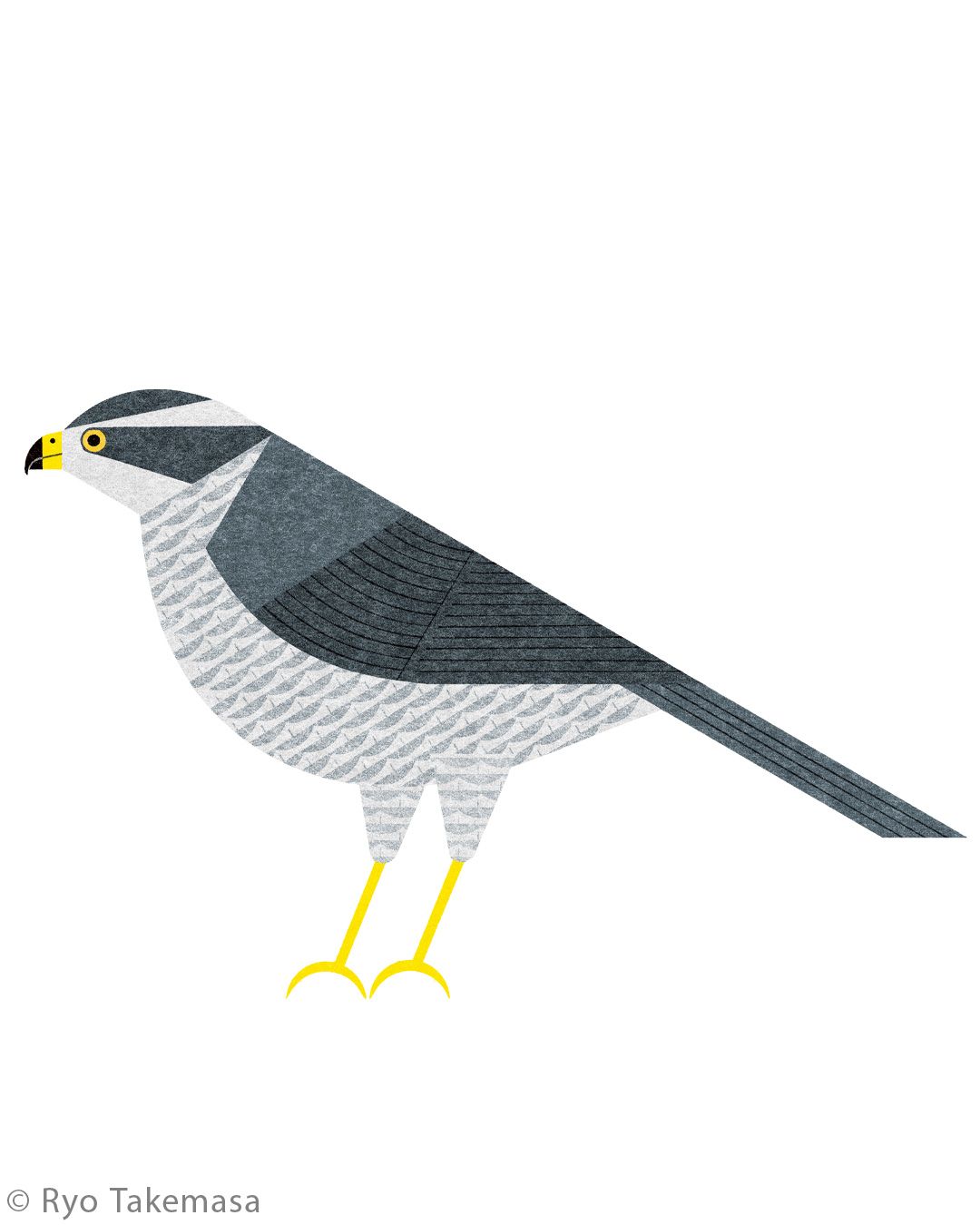 Animals illustration 13