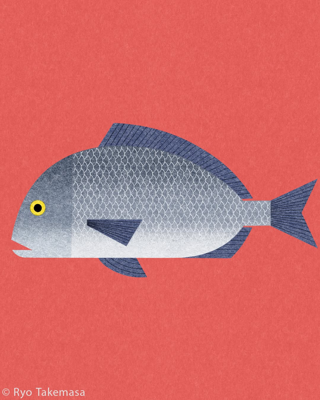 Fish & Shellfish illustration 11