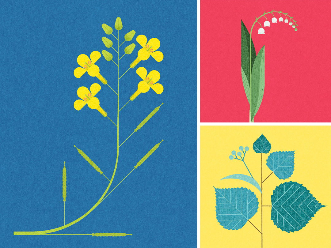 Flowers & Plants
