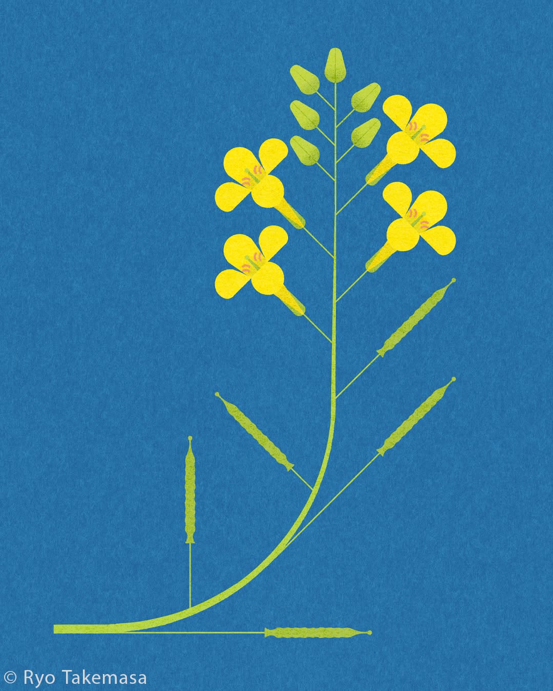 Flowers & Plants illustration 3