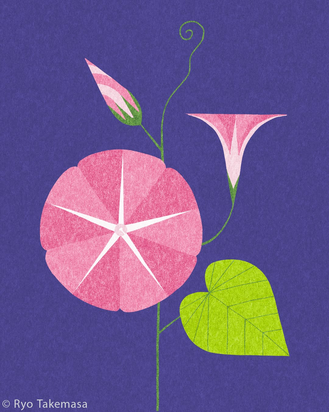Flowers & Plants illustration 4